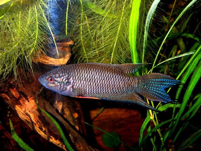 Самые неприхотливые аквариумные рыбки: 10 вариантов Самые неприхотливые аквариумные рыбки: 10 вариантов