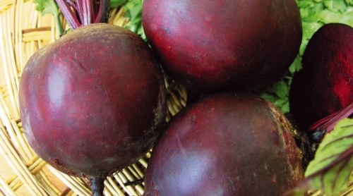 Свекла Свекла