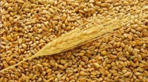 Ячмень Ячмень